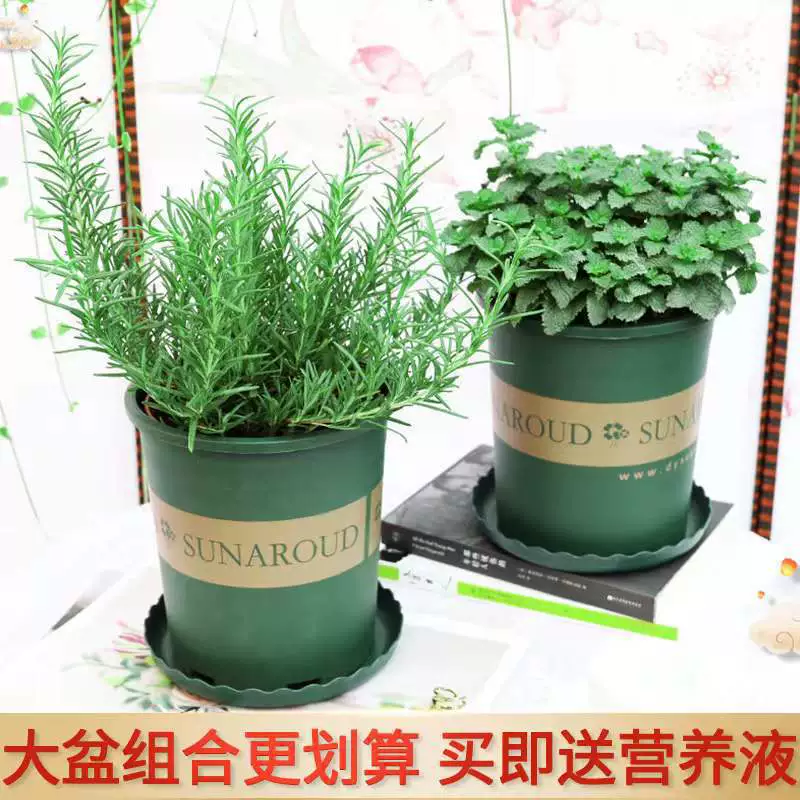 Розмарин горшечные большие и маленькие саженцы свежих съедобных ванильных растений стейк до тимьяна мяты