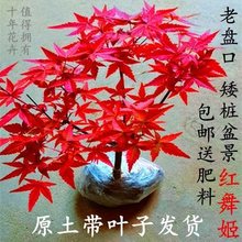 矮桩红枫盆景中国红枫日本红枫红舞姬室内客厅盆栽好养活观叶植物