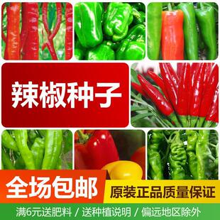 Four Seasons High-Yield Extra-Large Super Spicy Two-Wattle Millet Pepper Seeds Colorful Pepper Chaotian Pepper Seeds Thin-Skinned Pepper Seeds