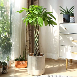 乔木;种子;园林果树