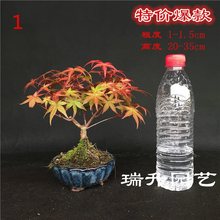 小品红枫稀有品种出猩猩盆景盆栽红叶枫树实物销售