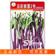 兴蔬五彩紫苔2号红菜苔杂交种早中熟紫菜苔小叶红愧秋冬季红油菜