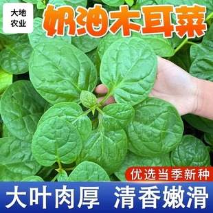 ����ľ���˷N��С����̨���Բ˷N�߲˷N���ļ��r�ҷNֲ�����ļ�