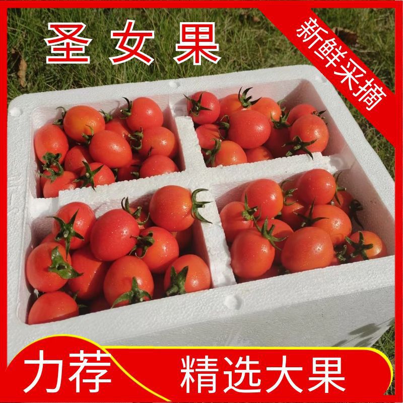Red Cherry Tomatoes, Small Tomatoes, Fresh Seasonal Fruits, Direct Supply from the Origin, Wholesale 5kg 1.5kg Trade Wholesale