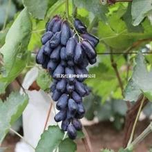 水果种子  树葡萄桑葚荔枝 樱桃 木瓜火龙果猕猴桃 杨梅 石榴种子