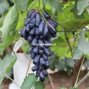 ˮ���N��  ������ɣ����֦ ���� ľ�ϻ������J���� ��÷ ʯ��N��