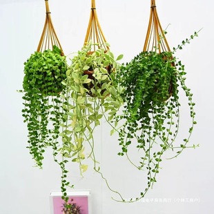 Hanging Plant with 1.0inch Hearts, String of Hearts, Love Vine, Four-Season Green Hanging Succulent Woven Basket