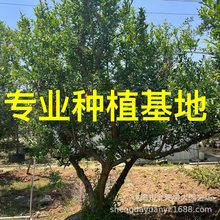 ��������ʯ���r�� ʯ������l ���͹�ʯ�񹩑� ȫ�ڹ�ʯ���r