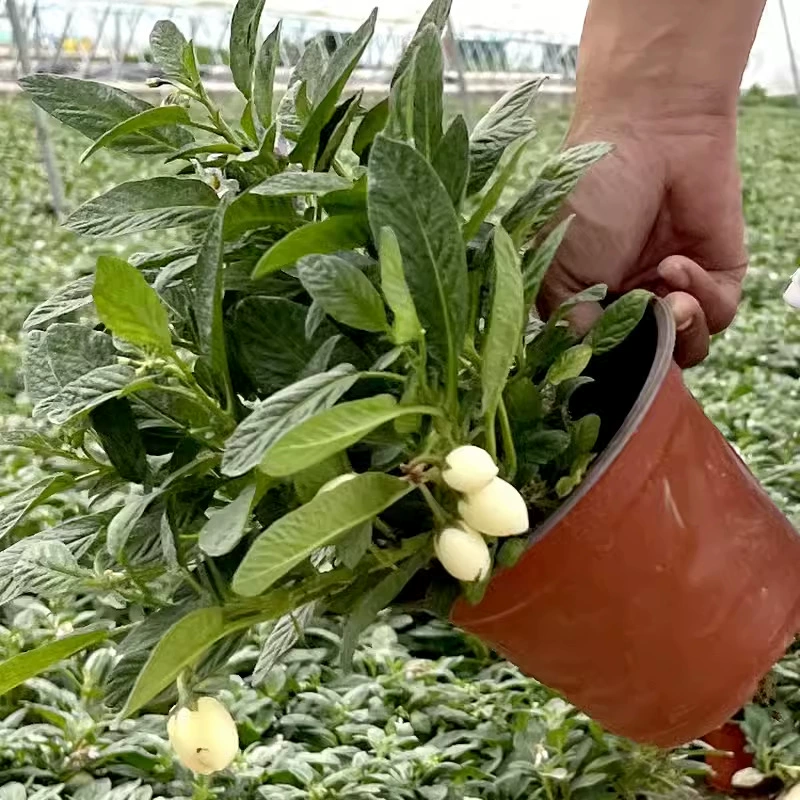 Саженцы плодов женьшеня Юньнань, саженцы плодов женьшеня в горшках, овощные саженцы, плоды долговечности, посадка семян фруктов круглый год, цветы севера и юга