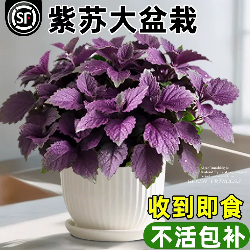 Растение периллы в горшке с листьями периллы легко ухаживать, ароматное зеленое растение для всех сезонов, дезодорирующая трава для барбекю Ху Ютонг, рассада периллы мяты.
