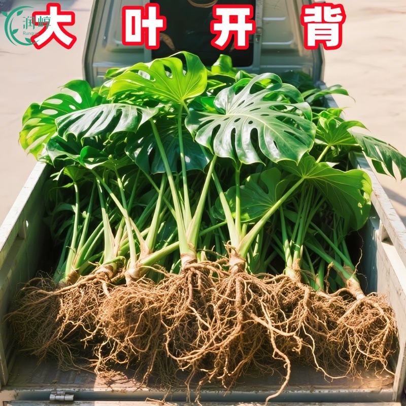 龟背竹水培植物室内好养绿植老桩客厅大叶盆栽除甲醛富贵竹天堂鸟