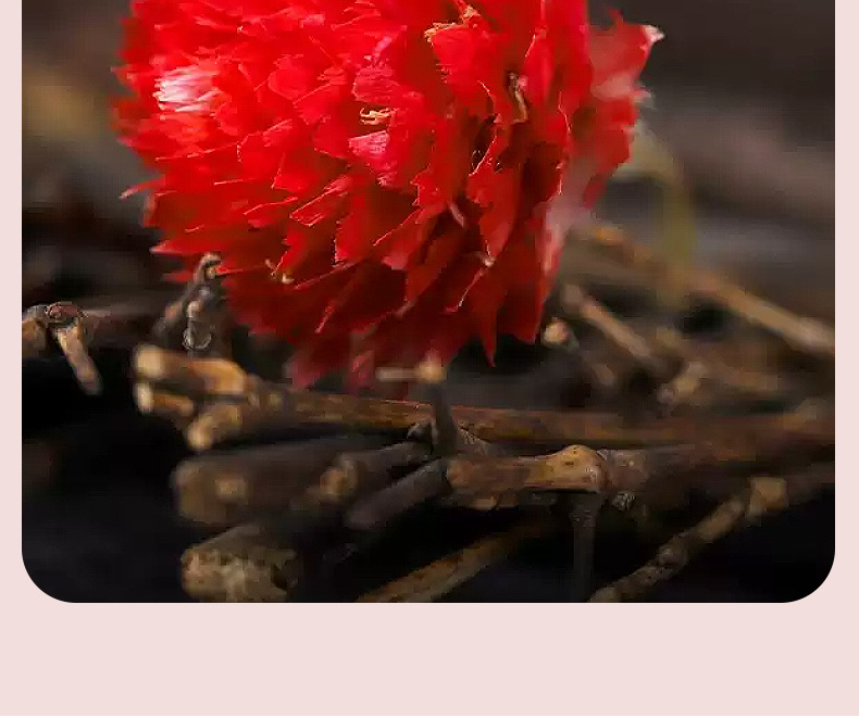 Dried Red Peach Blossom Tea Hong Qiao Mei 500g Loose Flower Buds for Herbal Tea and Decoration in use