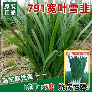 791ѩ���� �������L��׸������ߌ��²��߲˷N�Ӳˈ@�ļ��ѷN��ȫ
