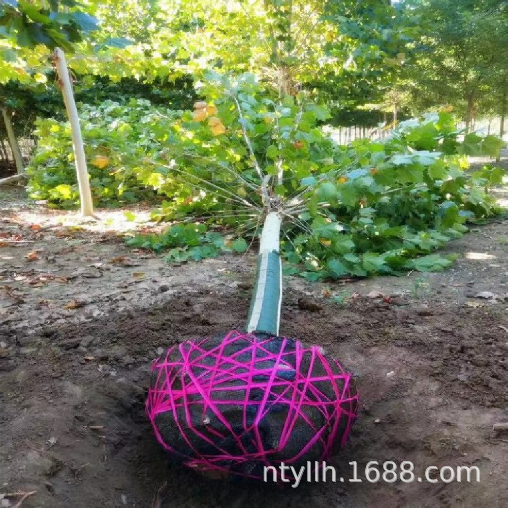 大量出售榉树 榔榆榆树国槐 朴树 皂角 黄连木檀树 乌桕 法桐树苗