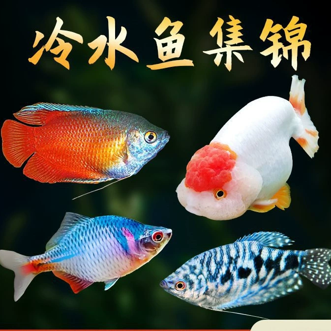 Саженцы холодноводной рыбы Yulan Shoujian, живая рыба, мелкая пресноводная, хорошее кормление, живая рыба Lili, Manlonfish