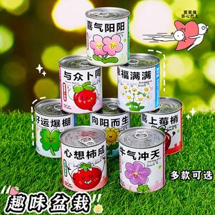 Small Fresh Canned Potted Plants Birthday Gift Plant Blind Box Whole Class Sharing Gift Kindergarten Practical Prizes