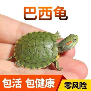 �S���������H����һ����H�GɫС�������������^�p���\ˮ������