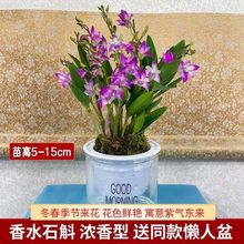 澳洲香水石斛兰耐寒耐热水培好养浓香型室内阳台盆栽花卉绿植代发