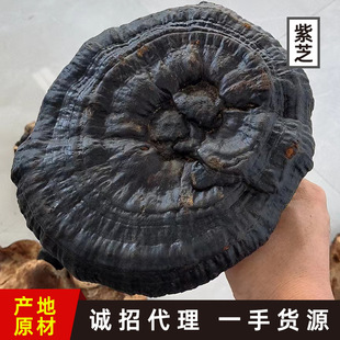ɭ��֮�ۏV��Ұ�����`֥��֥��Ȼ���ζ�㲻������ݾ��Ҝ�8-12cm