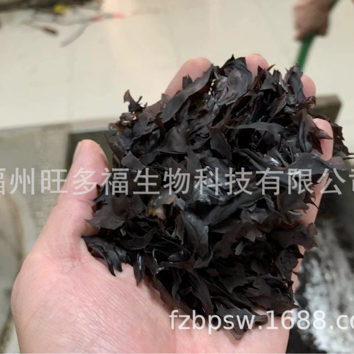 Красные водоросли Дульсе, красные водоросли из Фуцзяня, мелкие сушеные кусочки, один килограмм, 85, бесплатная доставка