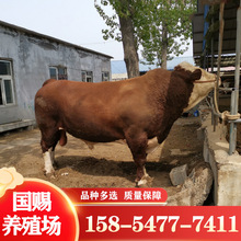肉牛犊养殖西门塔尔牛场家出售3-6个月鲁西黄牛犊养殖