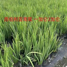 SβһӁSβӁSβˮֲSβ