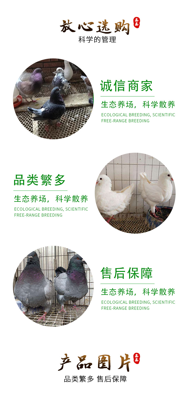元宝鸽详情页-_04.jpg