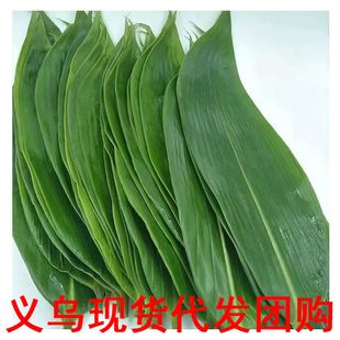 Fresh Bamboo Leaves for Commercial Use, Wild Fresh Leaves for Wrapping Zongzi, Ready-To-Use and Convenient Packaging