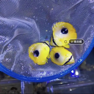 人字蝶海水魚觀賞魚海洋活體生物水族寵物魚海魚太陽蝶網蝶魚