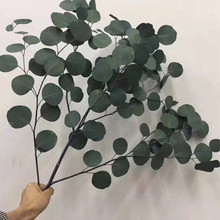 云南永生花苹果叶 真花圆叶桉美叶 尤加利叶居家装饰花束花艺干花