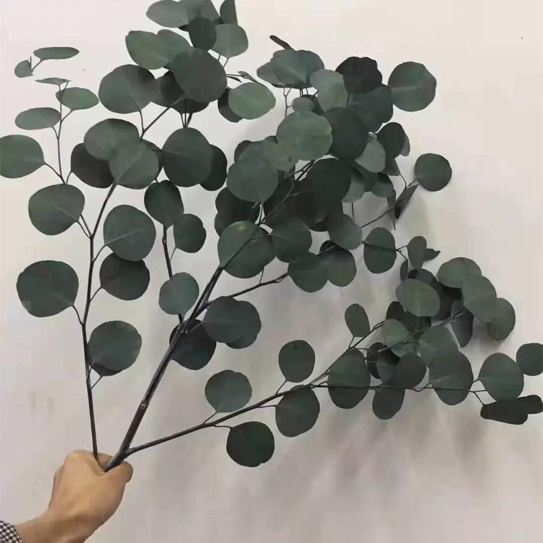 云南永生花苹果叶 真花圆叶桉美叶 尤加利叶居家装饰花束花艺干花