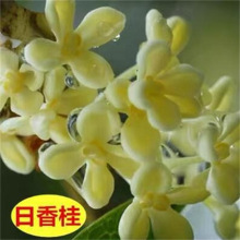 𻨝Լ޽ӴͥԺdļ_҃Ƚ䵤