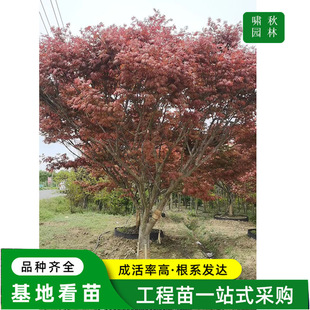 Wholesale Red Maple Sapling Base for Villa Courtyard Ornamental Engineering Greening Seedlings, Complete Specifications, Large Quantity, Preferential Treatment