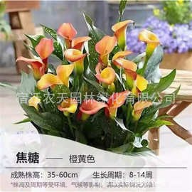 暴风雪马蹄莲盆栽真好养室内四季开新品水培花卉客厅阳台鲜花植物