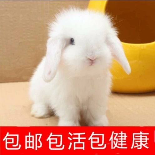 White rabbit