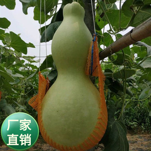 ���l�^�����ܷN����Ԯֲ���ƺ��J�N�Ӵ���J�N��5���̨��ͥ