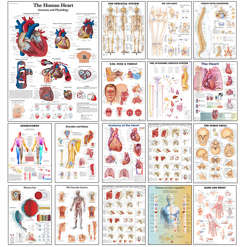 Foreign Trade Anatomy Human Organs Foreign Language Canvas Printing Classroom Hospital Painting Core Poster Heart Brain Diagram Foreign Trade Anatomy Human Organs Foreign Language Canvas Printing Classroom Hospital Painting Core Poster Heart Brain Diagram