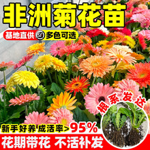 ���޾ջ������Ԏ��������ɻ������̨�k����ֲ�ﻨ���׻��L���_��