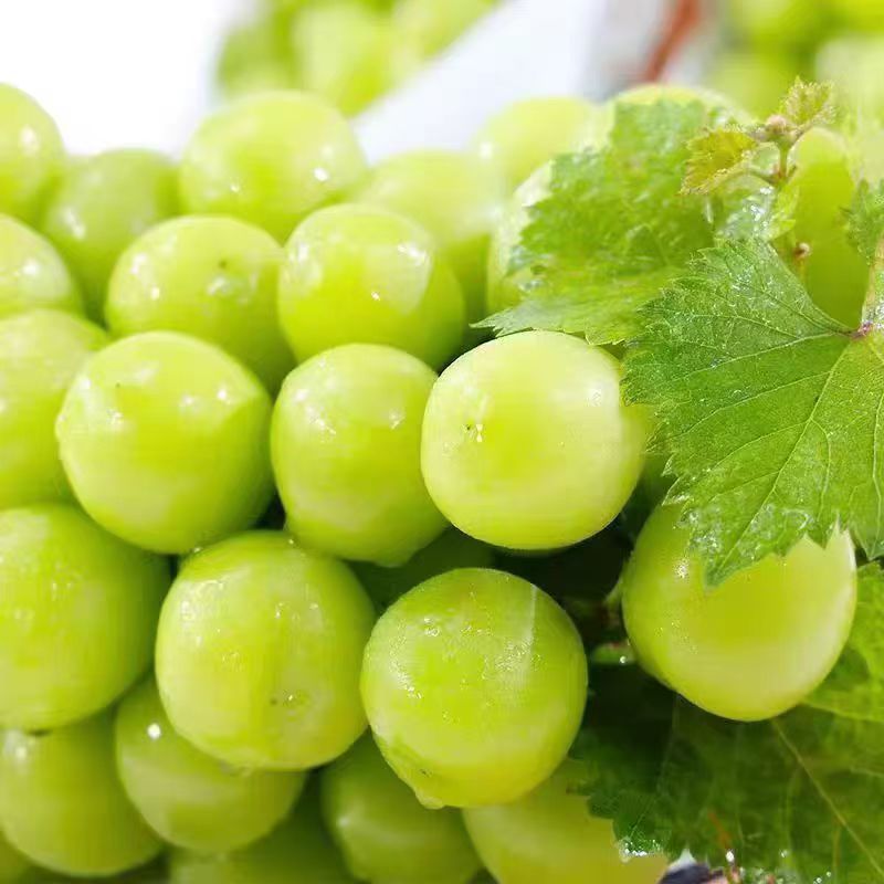 Shine Muscat Qingwang Fresh Grape Fruit