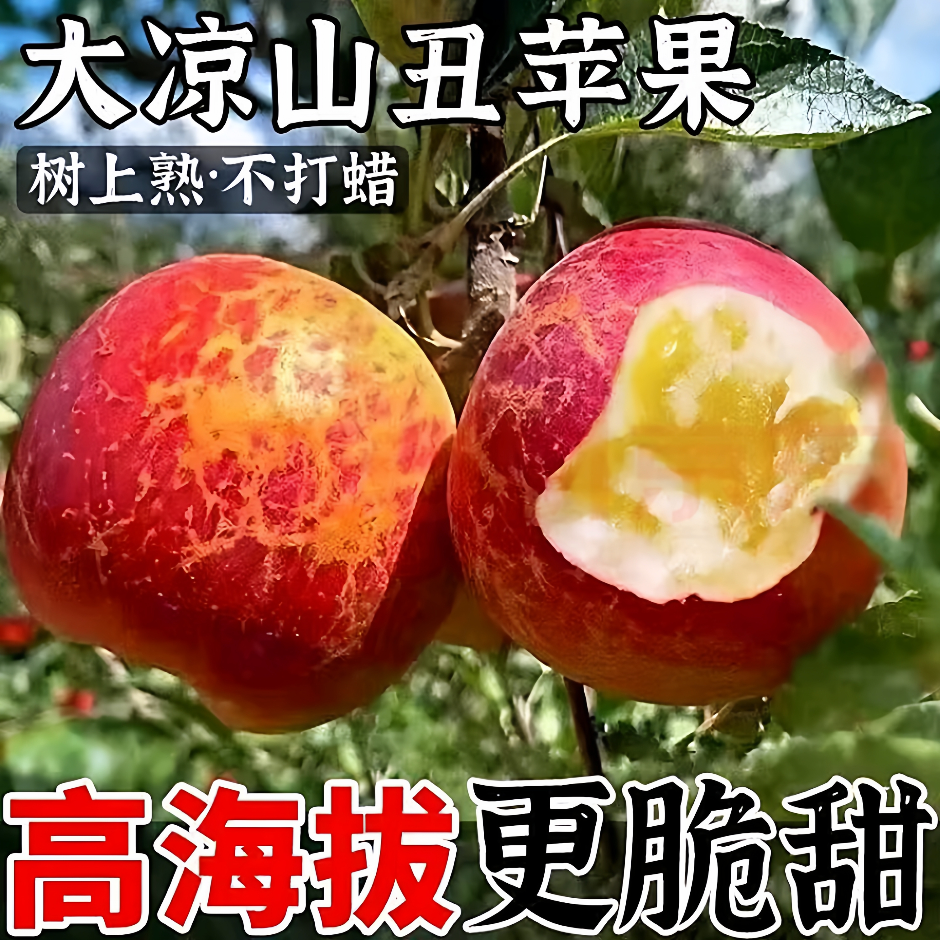 正宗大凉山盐源丑苹果冰糖心新鲜水果当季四川红富士9斤整箱大果