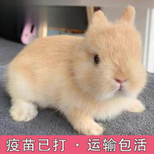 宠物兔活物茶杯长不大不咬人迷你侏儒儿童养猫猫兔荷兰垂耳兔