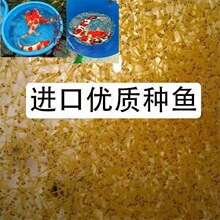 锦鲤水花鱼苗纯种日本红白昭和大正三色绯写观赏鱼淡水锦鲤