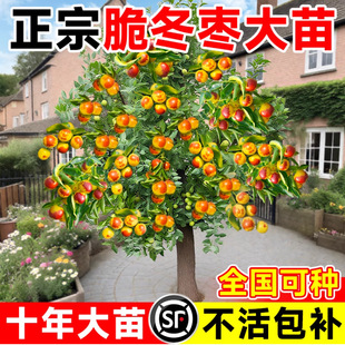 �������󗗳��𶬗��ϱ����Nֲˮ���������ͥԺ���԰���մ����