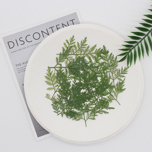 Artemisia annua embossed green leaves plant specimens handmade photo frame dropping glue mobile phone case desk lamp greeting card nail decoration cross-border