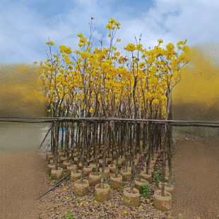 Yellow Flower Bauhinia Transplanted Seedlings House Courtyard Planting Woody Plants Florals Cold and Heat Resistant Outdoor Ornamental Plants