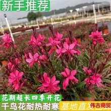 千鸟花盆栽天堂鸟盆栽花卉室内阳台庭院耐寒山桃草办公室好养绿植