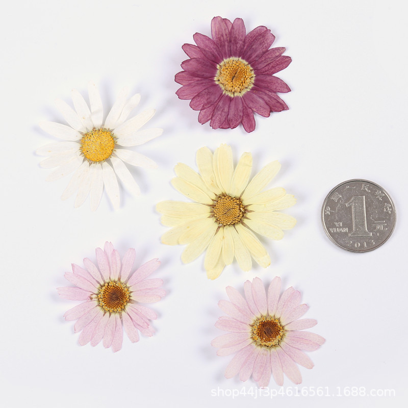 Margaret Dried Flowers Embossed Embossed Face Decoration Flowers Real Leaves Plant Specimens Real Leaves Real Flowers DIY Materials