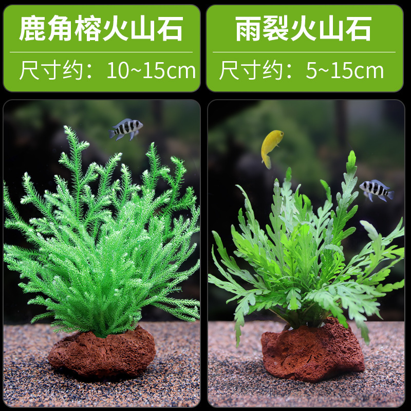 水槽造園パッケージ、水ヤシ、沈木、本物の水、淡水、無土壌植物、酸素化、低パール|undefined
