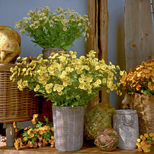 ��֦������ʾշ��滨�ٻ���@С�r�ջ�c�Ҿ��b[��