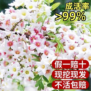 Cornus Officinalis Saplings, Champion Flower Seedlings, Green Plants, Indoor and Outdoor Potted Plants, Courtyard Plants, Easy-To-Grow Florals and Perennial Plants in All Seasons